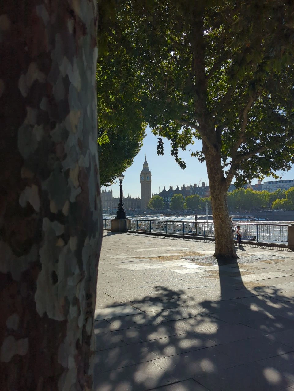 Elizabeth Tower across the Thames between two leafy trees on the riverside promenade