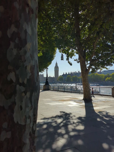 Elizabeth Tower across the Thames between two leafy trees on the riverside promenade