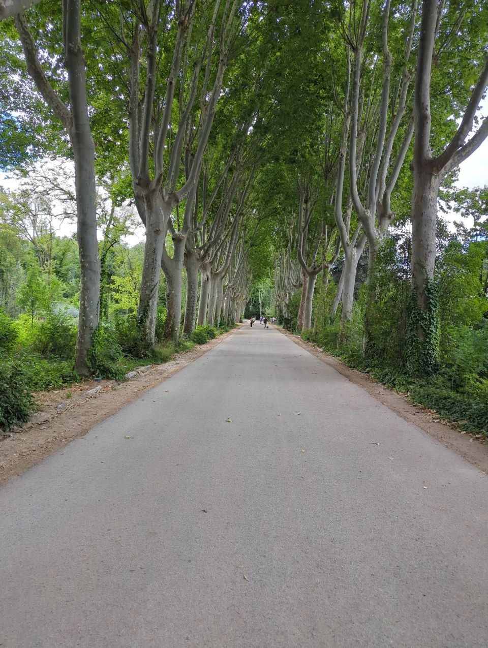 Royal Palace Madrid Photoshoot - Shaded Campo Path A straight path beneath tall plane trees shows the shaded walking space for a photoshoot in Madrid's Campo del Moro.
