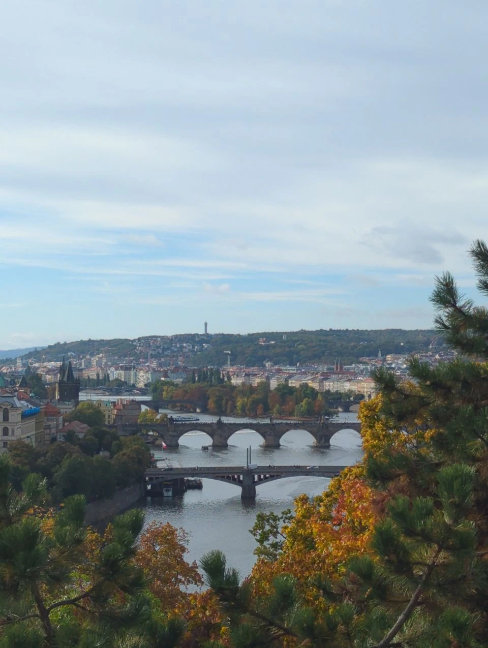 Charles Bridge Viewpoints - Bridges beneath Letná Park Charles Bridge and neighbouring crossings stretch over the Vltava below Letná Park, framed by autumn leaves and pine branches.