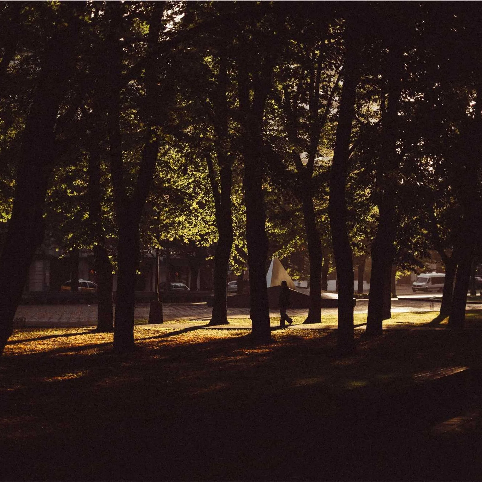 Close-up of green bamboo stalks showing natural segments and nodes in shallow depth of field