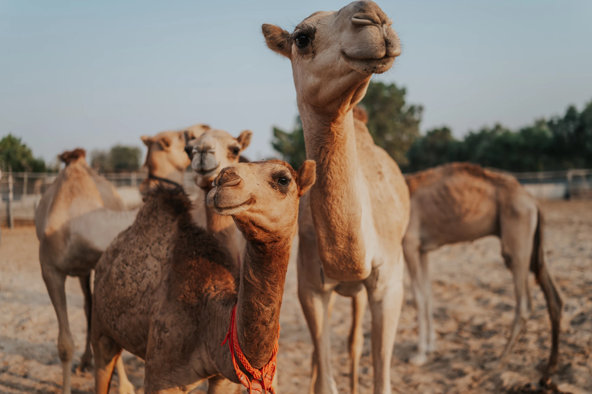 Kosinta Dubain aavikolla Kameleita, joilla kuljetaan Dubain aavikkokosinnoissa