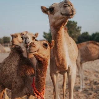 Photo of camels that are used in Dubai desert proposals
