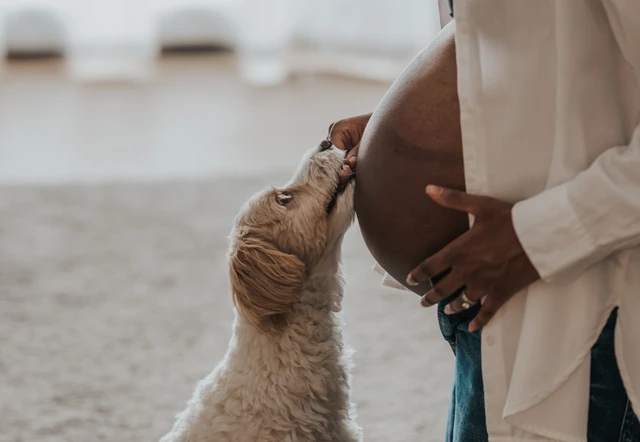 A small dog reaches toward a pregnant belly on Dubai beach during a maternity photoshoot with a pet, showing a playful and tender interaction.