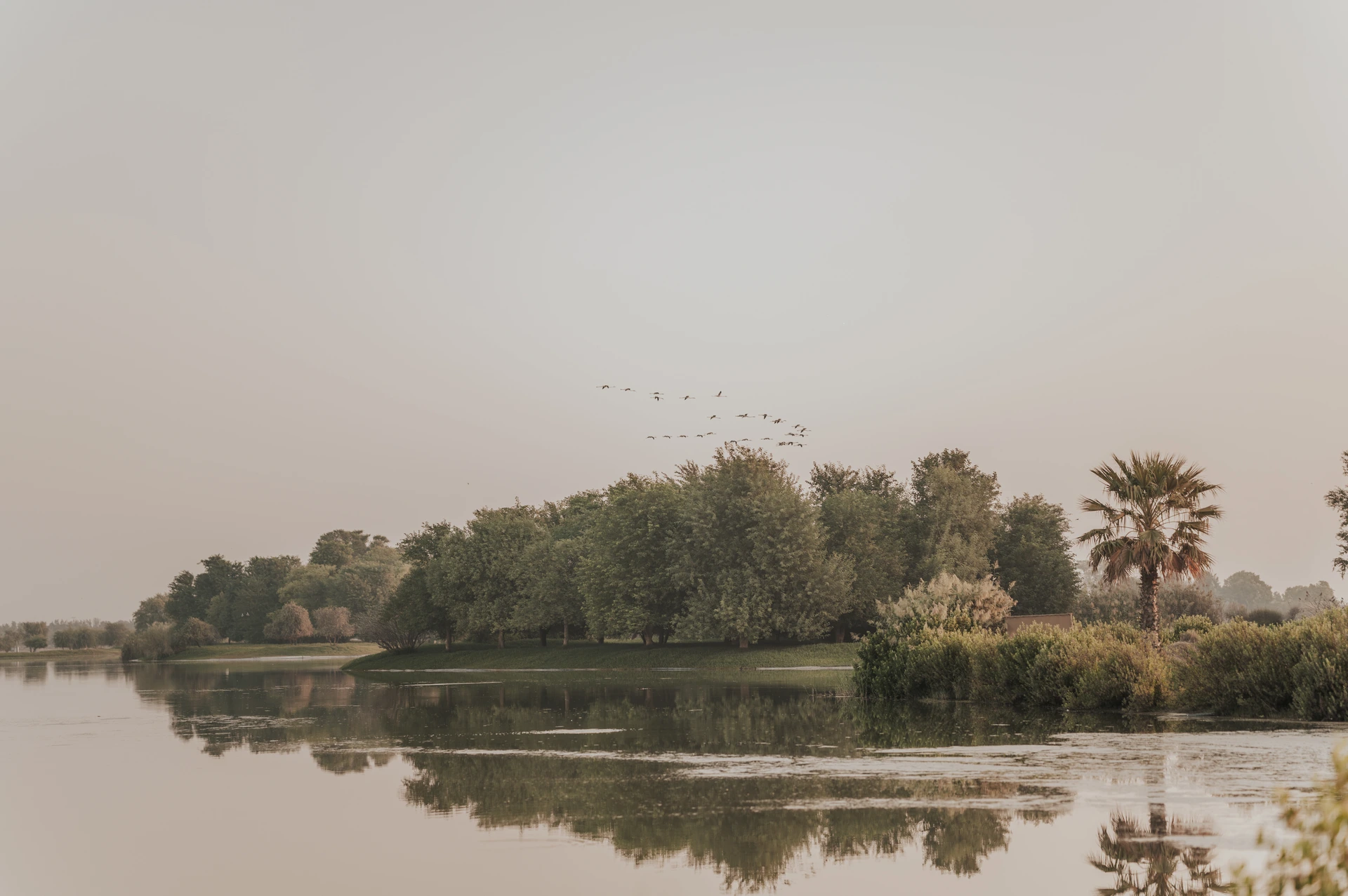 Overview of the nature in for a picnic proposal in Dubai