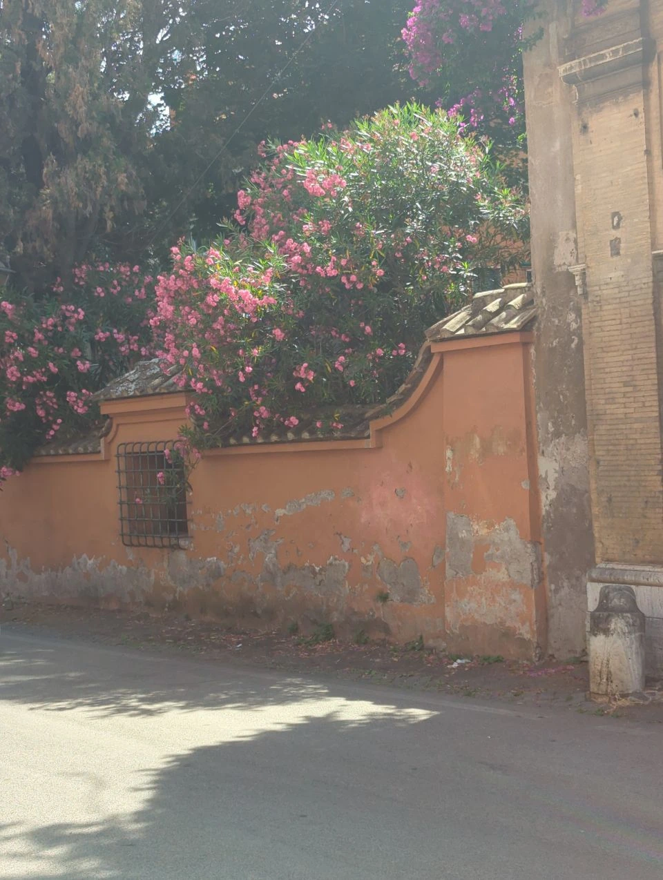 Pink flowers spill over a weathered ochre wall beside an empty street near Rome's Orange Garden.