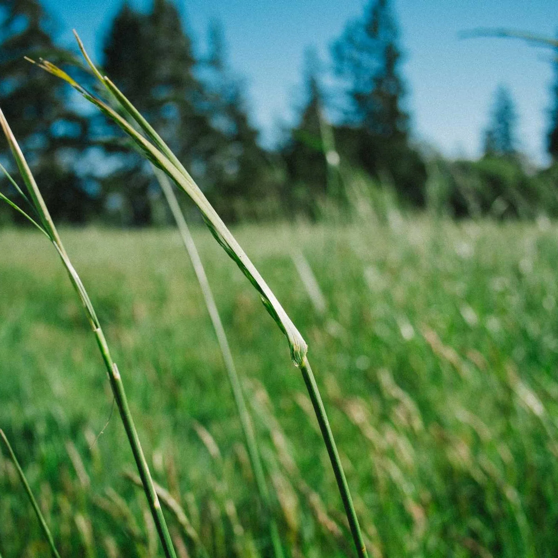 woman overlooking Budapest over the Donau.