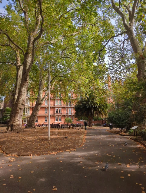 Mature trees, a palm and benches in a Mayfair garden with red-brick buildings behind