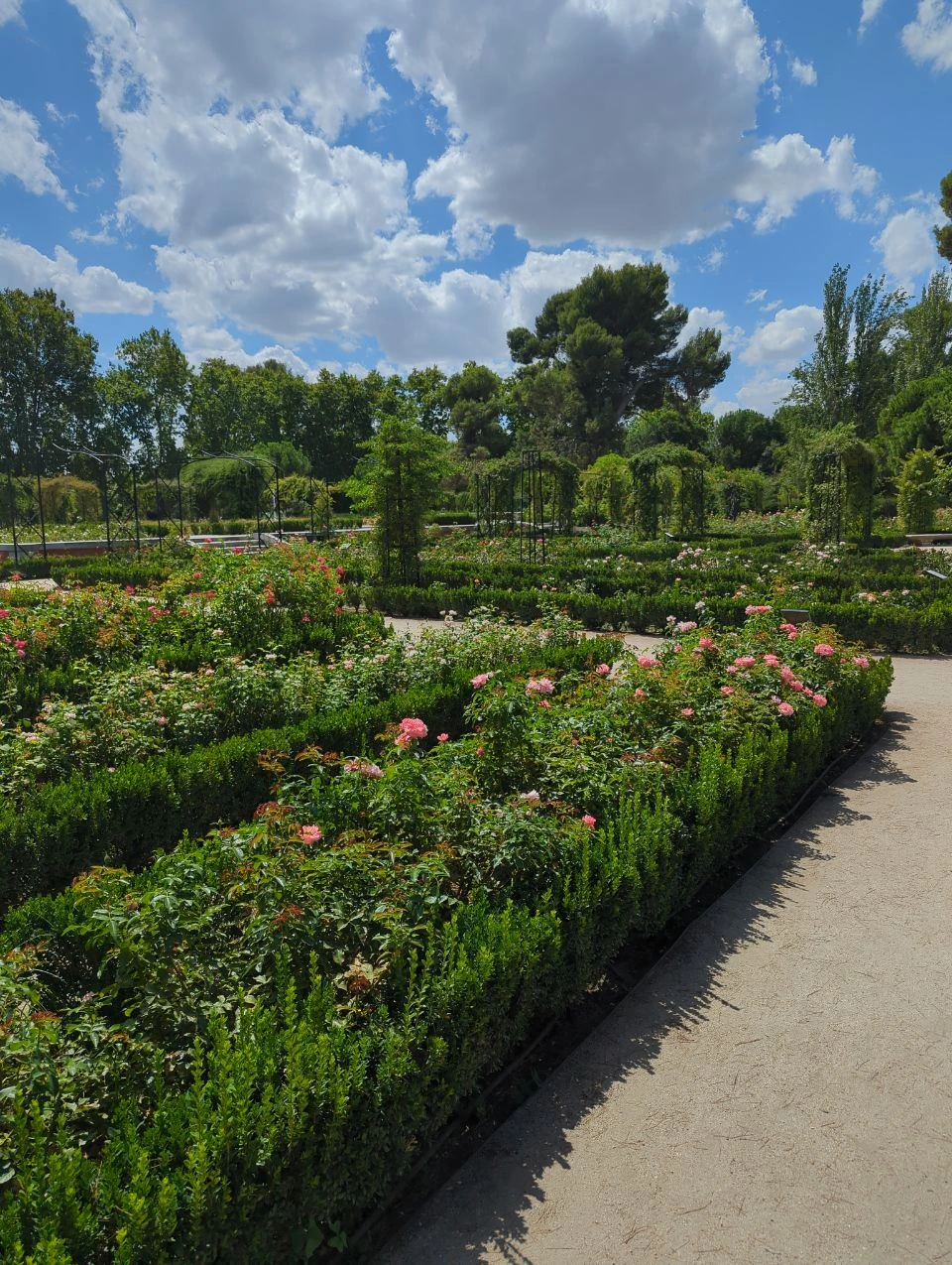 Pink rose beds, clipped hedges and curving paths fill the Rosaleda in Madrid's Retiro Park, creating a colourful garden proposal setting.