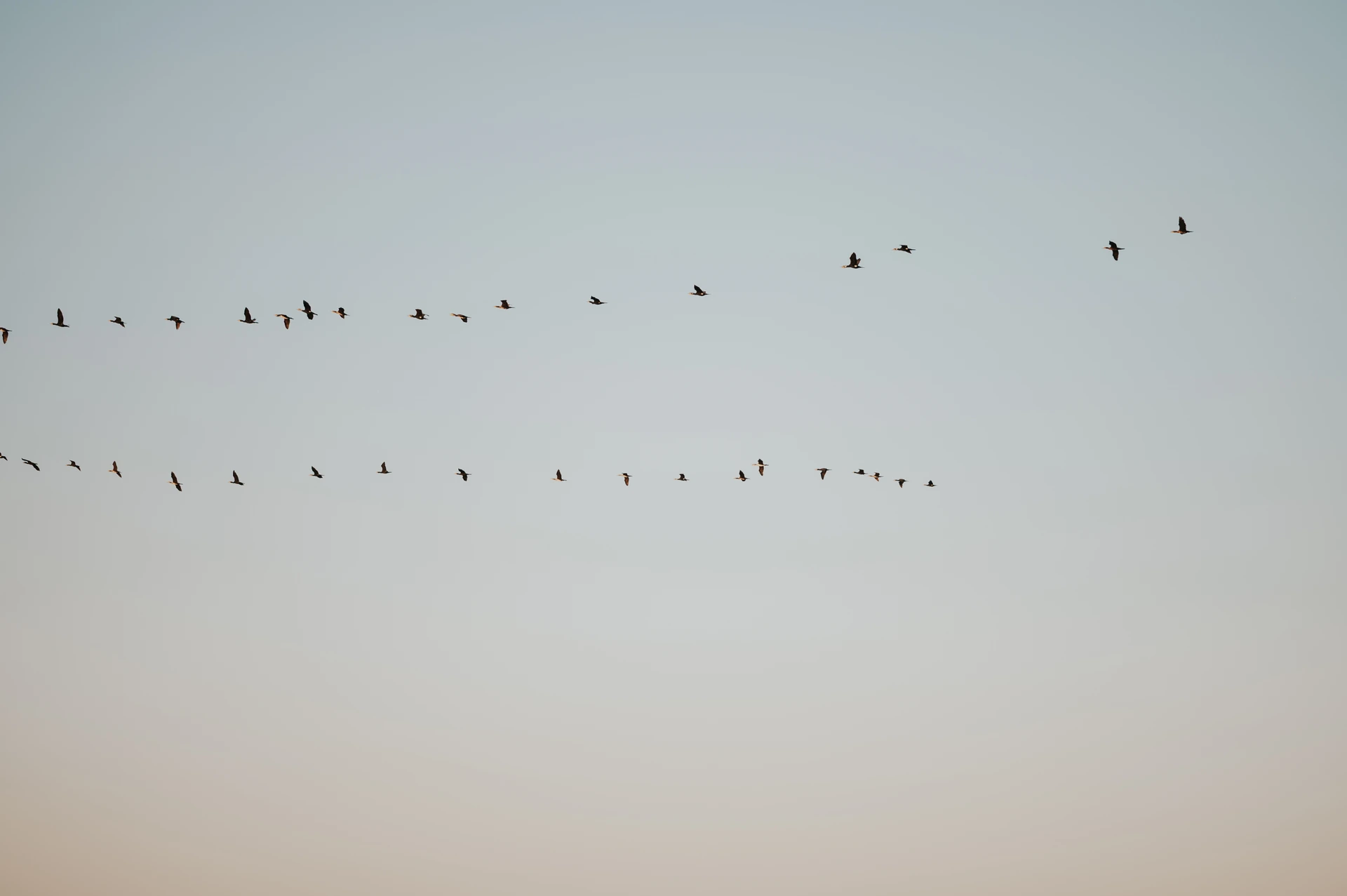 Evening Birds Above a Dubai Proposal Gallery Two lines of birds cross a pale evening sky in an atmospheric detail from a Dubai proposal photographer gallery.