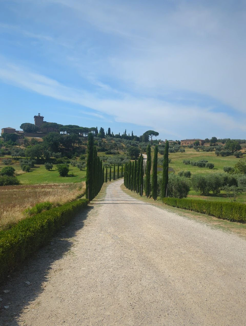 Cypress-lined gravel road crossing green Tuscan countryside near Pienza