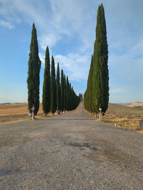 Cypress-lined private avenue at Poggio Covili seen from outside the drive